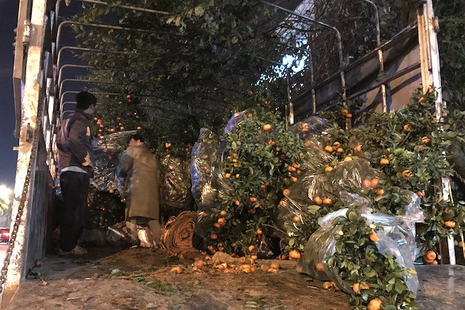 Trắng đêm ngồi co ro đốt củi sưởi ấm để canh đào, quất, hoa Tết